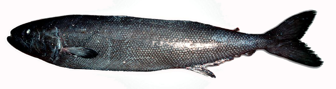 Ruvettus pretiosus_04.jpg